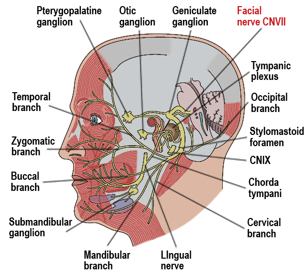 facial.jpg